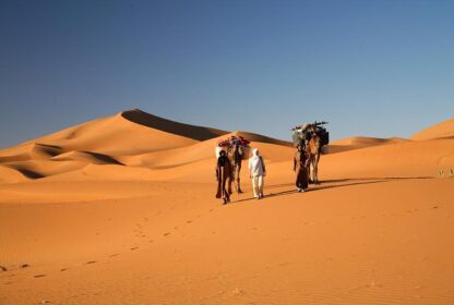 Wildlife and Plants You Can Find in the Chegaga Desert